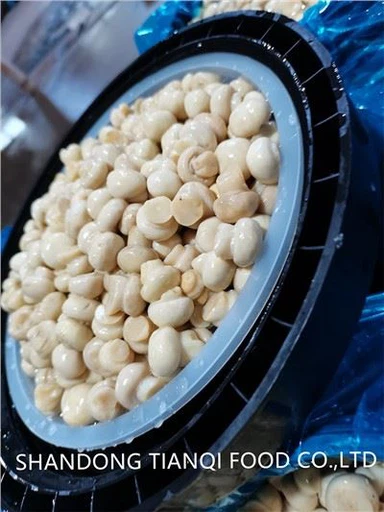 Ocet Biały Grzyb w Bębnach