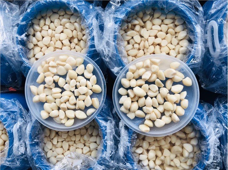 First grade white garlic cloves in salted water in drums