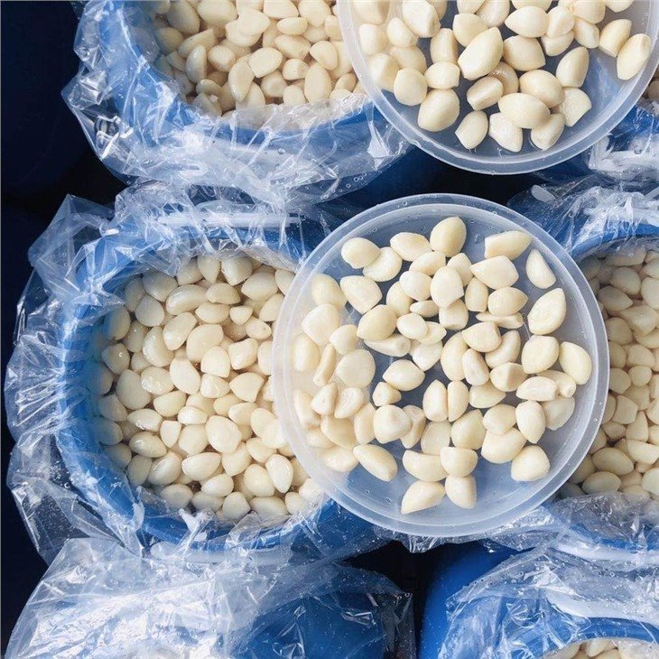 Preserved Peeled white garlic cloves in salted water in drums