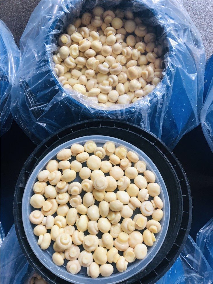 2022 new crop white mushroom in vinegar in drums