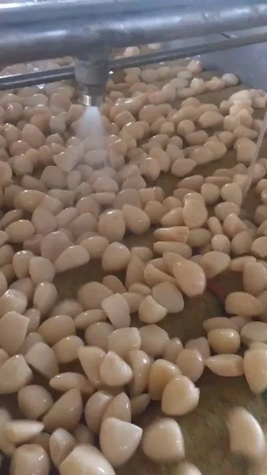 Normal white garlic in brine in drums