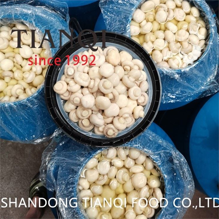 Preserved Button Mushroom Whole in brine in drums