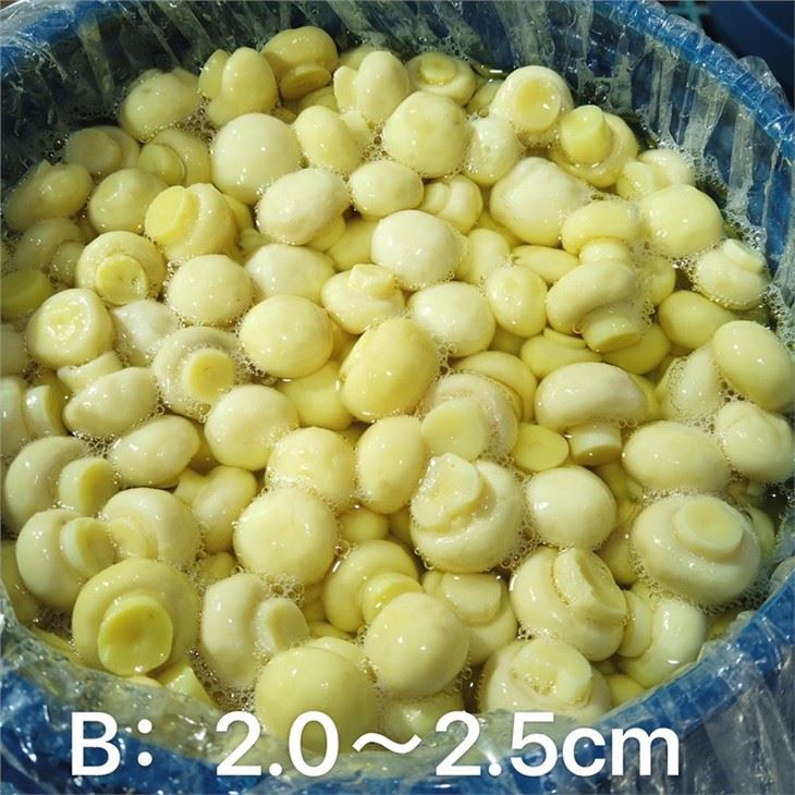 Preserved Champignon White Mushroom in Drums