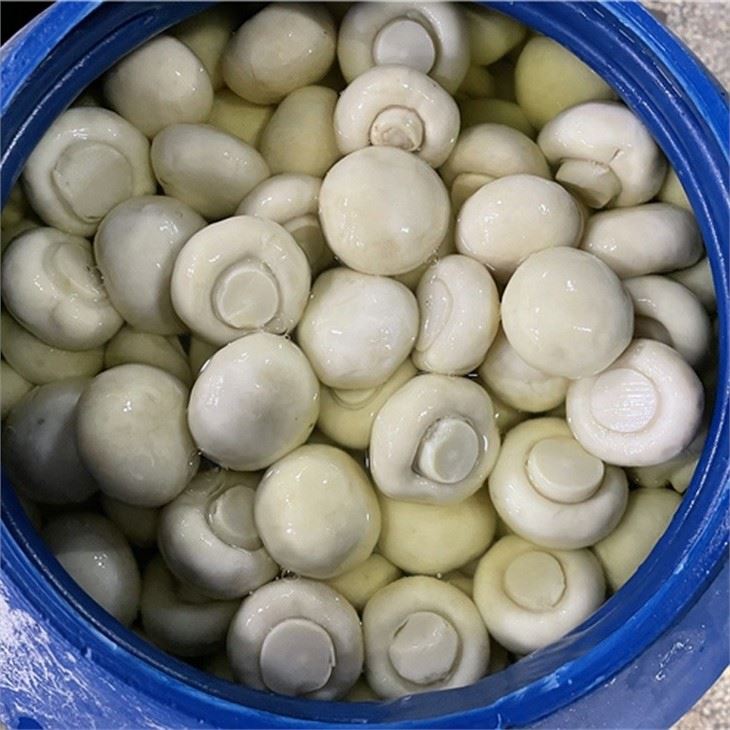 Brined whole mushroom in big drum